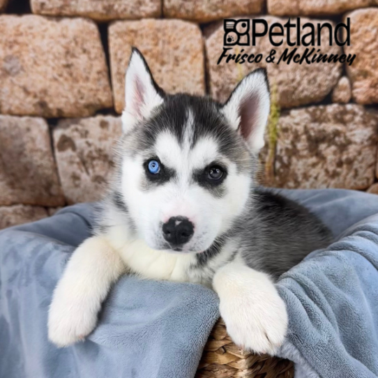 [#25784-02] Black Gray / White M Siberian Husky Puppies for Sale