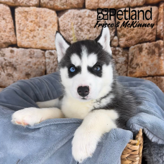 [#25784-04] Black / White F Siberian Husky Puppies for Sale