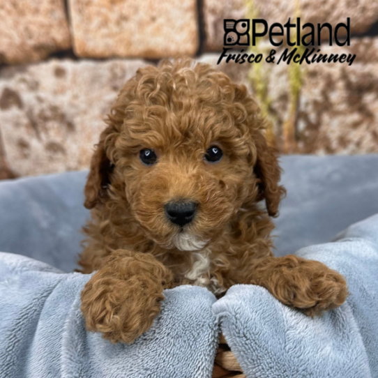 [#2547-02] Red M Labradoodle Mini 2nd Gen Puppies for Sale