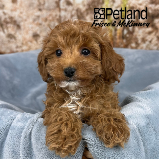 [#2547-03] Red F Labradoodle Mini 2nd Gen Puppies for Sale
