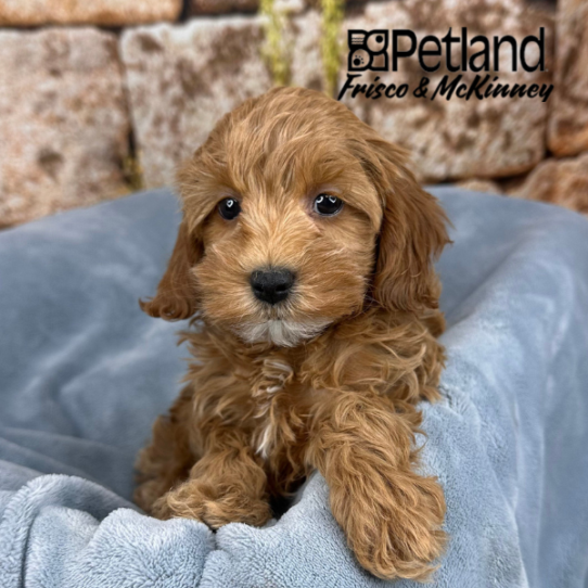 [#25163-04] Red F Cock A Poo 2nd Gen Puppies for Sale