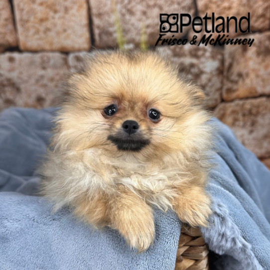 [#252879-03] Tan F Pomeranian Puppies for Sale