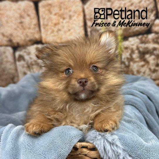 [#252961-02] Brown F Pomeranian Puppies for Sale