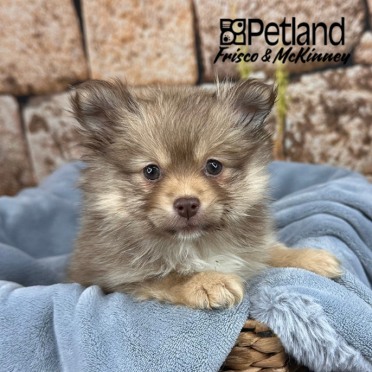 [#252961-04] Brown F Pomeranian Puppies for Sale