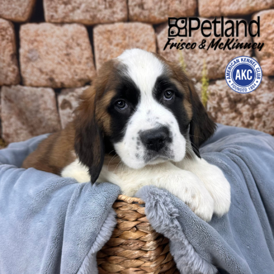 [#253089-05] Rust / White F Saint Bernard Puppies for Sale