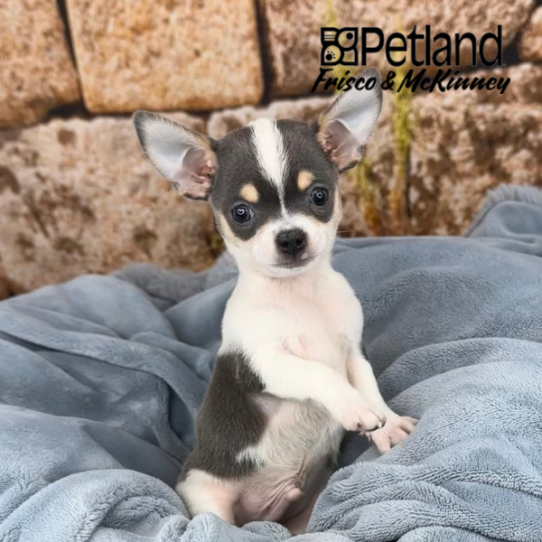 [#25158-01] White / Blue M Chihuahua Puppies for Sale