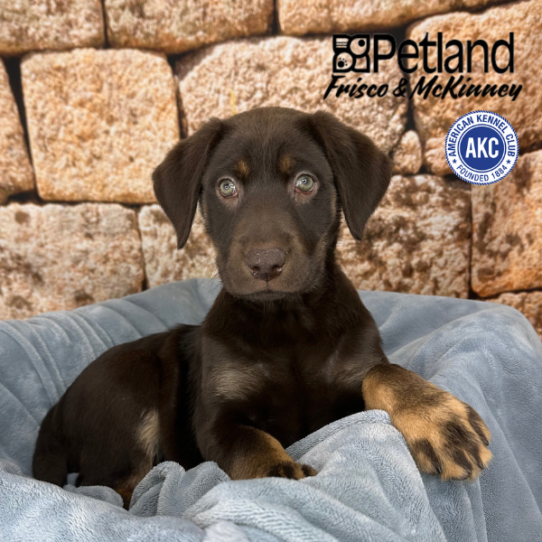 [#2513-04] Chocolate / Tan M Labrador Retriever Puppies for Sale