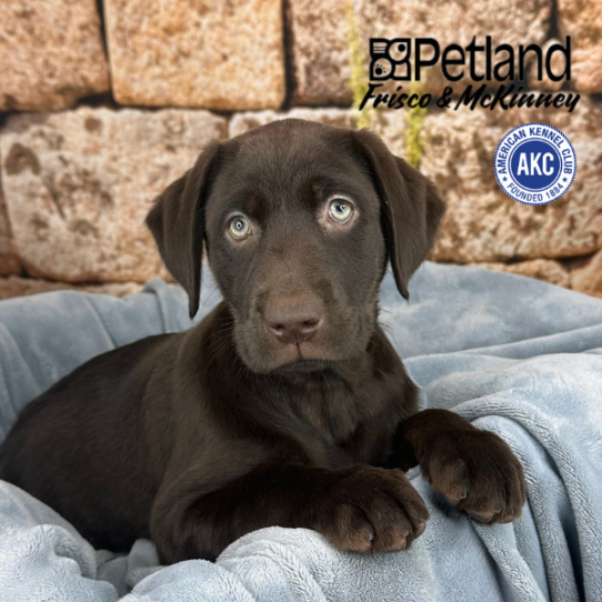[#2513-05] Chocolate F Labrador Retriever Puppies for Sale