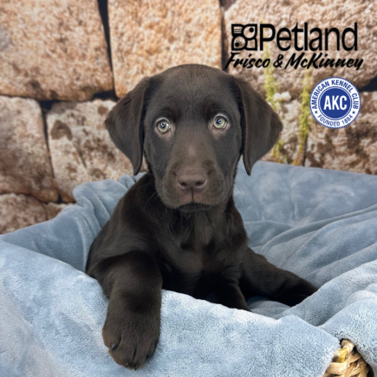 [#2513-06] Chocolate F Labrador Retriever Puppies for Sale