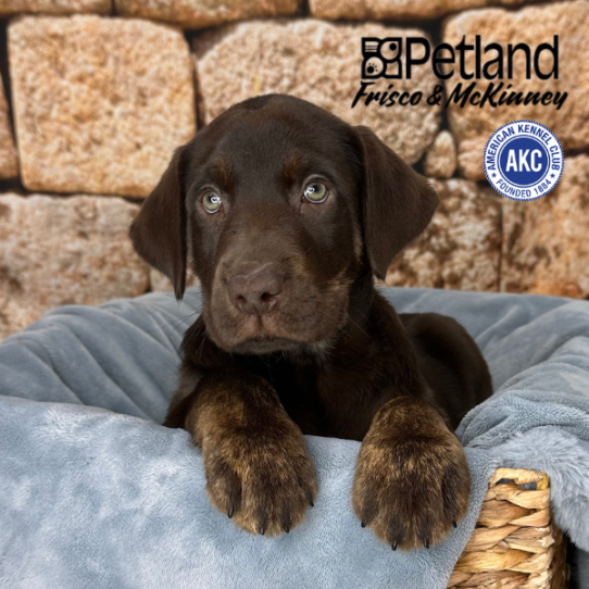 [#2513-07] Chocolate F Labrador Retriever Puppies for Sale
