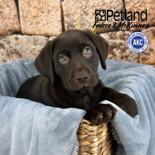 [#2513-08] Chocolate / Tan F Labrador Retriever Puppies for Sale