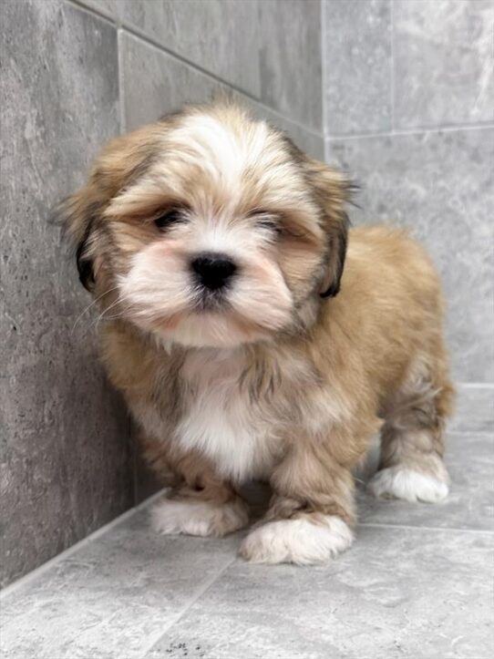 [#25556-02] Gold M Lhasa Apso Puppies for Sale