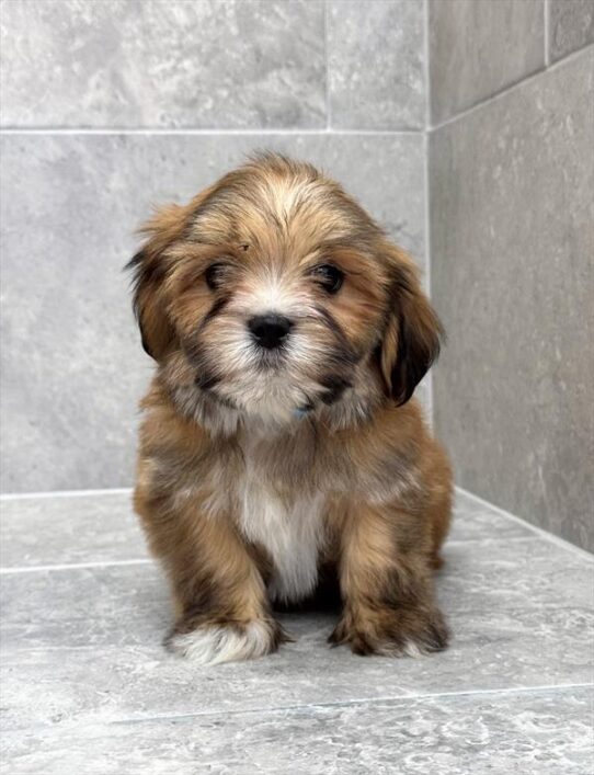[#25556-03] Gold F Lhasa Apso Puppies for Sale