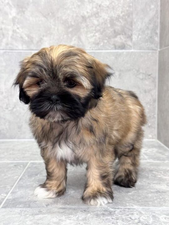 [#25556-05] Gold F Lhasa Apso Puppies for Sale