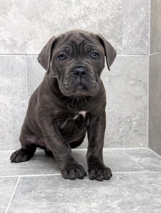 [#25567-03] Blue Brindle M Cane Corso Puppies for Sale