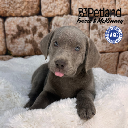 [#2515-05] Silver M Labrador Retriever Puppies for Sale