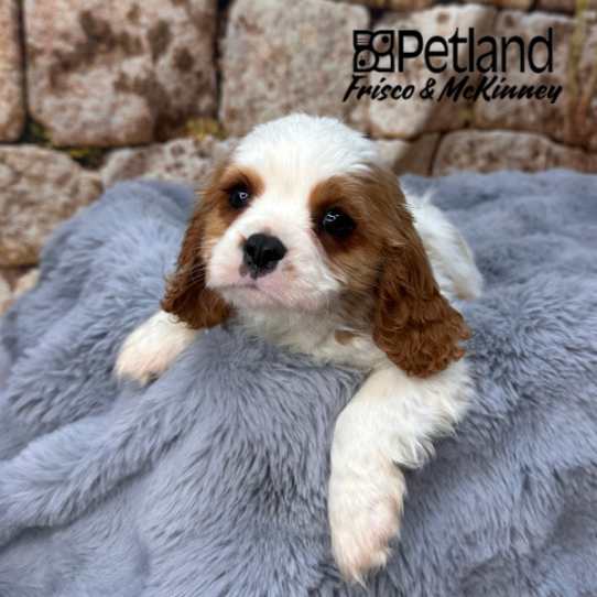 [#M13994] Blenheim M Cavalier King Charles Spaniel Puppies for Sale