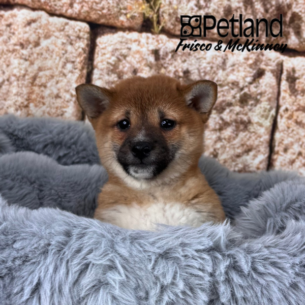 Shiba Inu Puppy Red Sesame ID: 38244 Located at Petland Frisco