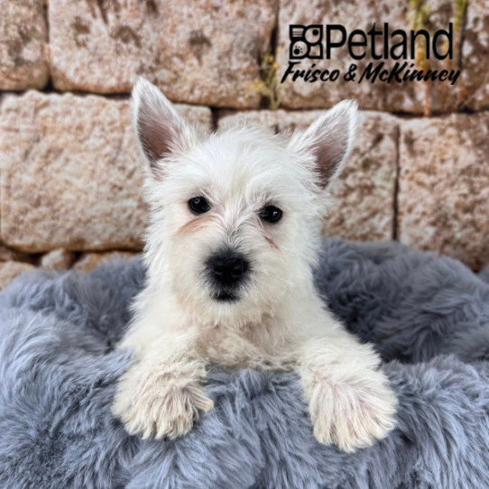 [#M14215] White F West Highland White Terrier Puppies for Sale