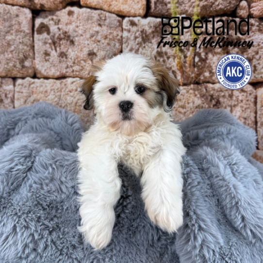 [#M13579] Red F Lhasa Apso Puppies for Sale