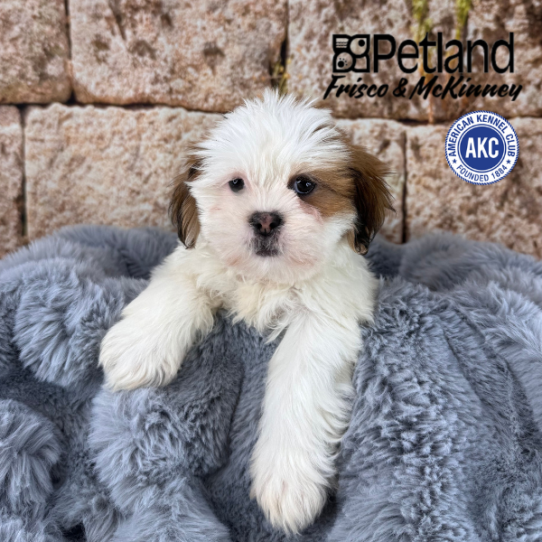 [#M13579] Red F Lhasa Apso Puppies for Sale