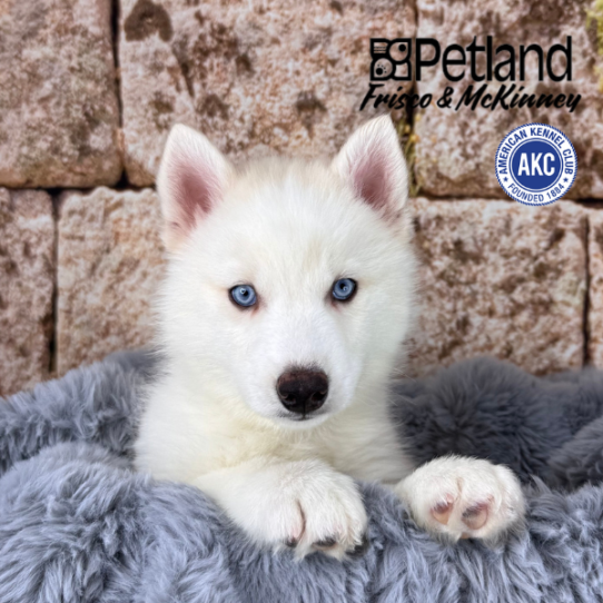 [#M13672] White F Siberian Husky Puppies for Sale