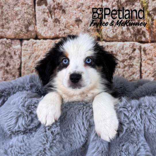 [#M13782] Black White and Brown M Miniature Australian Shepherd Puppies for Sale