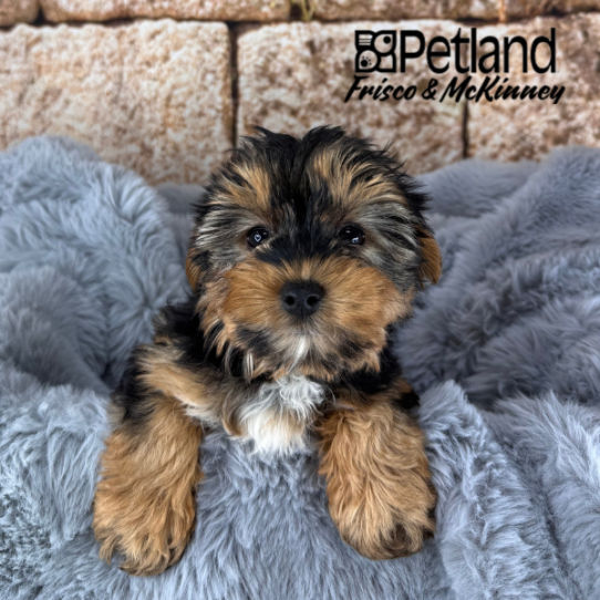 [#M13639] Black and Tan M Yorkshire Terrier Puppies for Sale