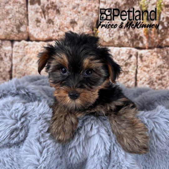 [#M13641] Black and Tan M Yorkshire Terrier Puppies for Sale