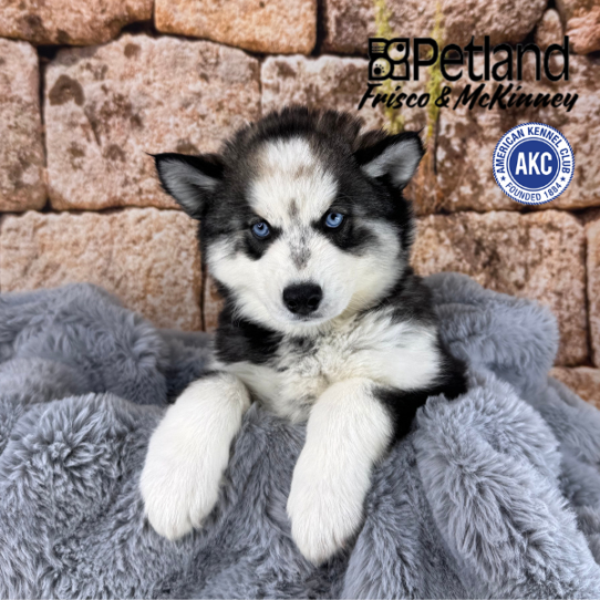 [#M13619] Black and White F Siberian Husky Puppies for Sale