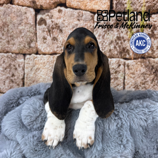 [#M16696] Black White and Tan M Basset Hound Puppies for Sale