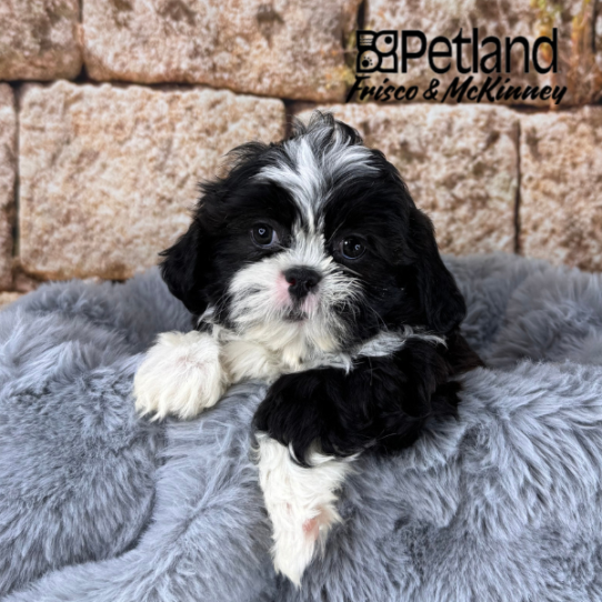 [#M14628] Black and White F Shih Tzu Puppies for Sale