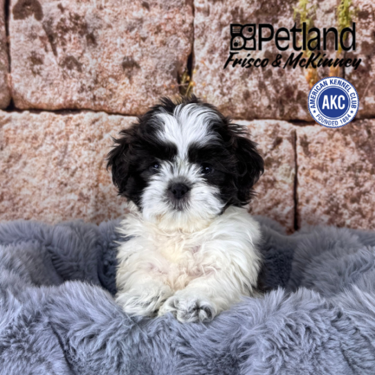 [#M13629] Blue and White F Shih Tzu Puppies for Sale