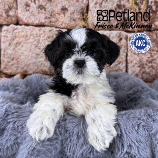 [#M13631] Blue and White F Shih Tzu Puppies for Sale