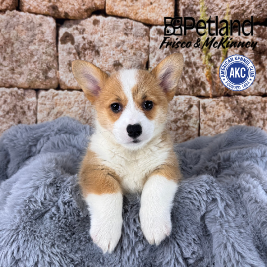 [#M13694] Red F Pembroke Welsh Corgi Puppies for Sale