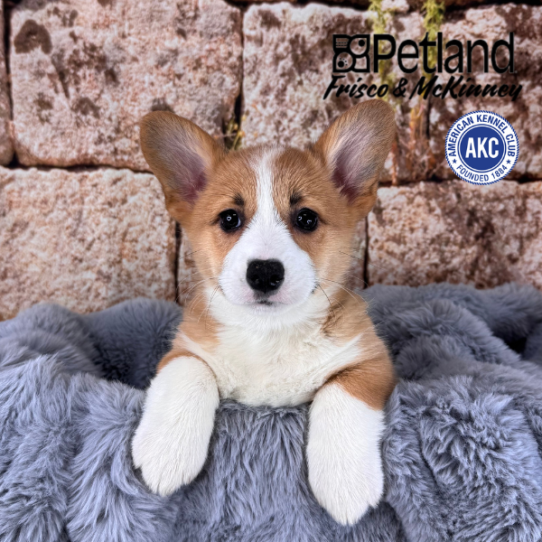 [#M13696] Red F Pembroke Welsh Corgi Puppies for Sale