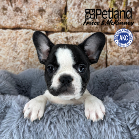 [#M14009] Brindle and White F French Bulldog Puppies for Sale