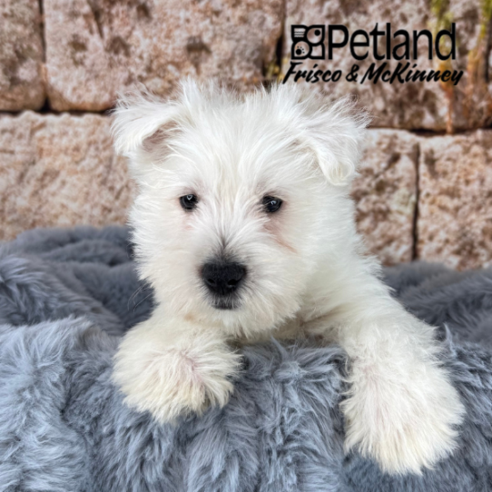 [#M14211] White M West Highland White Terrier Puppies for Sale