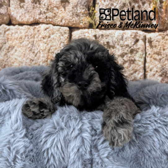 [#25580-06] Blue Merle M Cock A Poo 2nd Gen Puppies for Sale