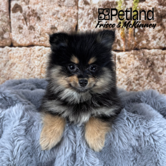 [#25582-05] Black / Tan F Pomeranian Puppies for Sale