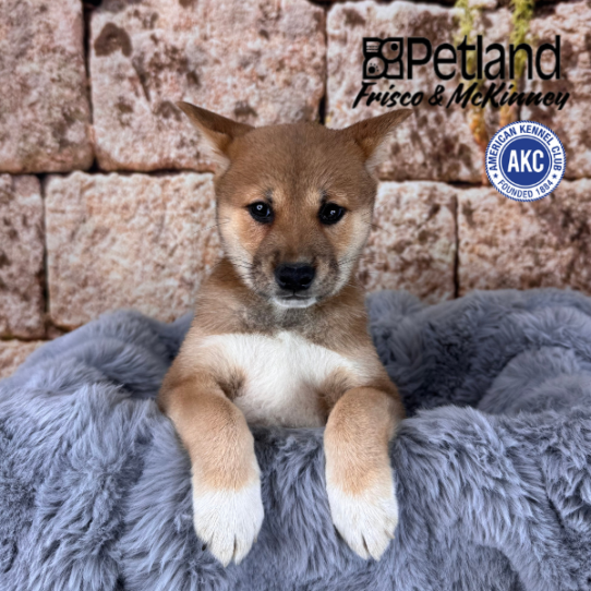 [#25584-04] Red Sesame F Shiba Inu Puppies for Sale
