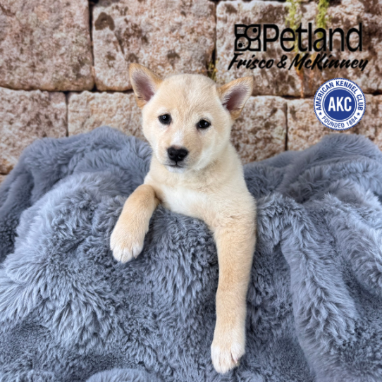 [#25585-01] Cream F Shiba Inu Puppies for Sale
