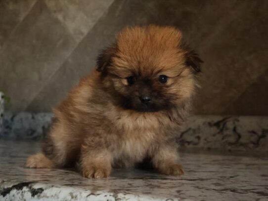 [#252879-03] Tan F Pomeranian Puppies for Sale