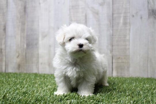 [#252929-03] White F Maltese Puppies for Sale