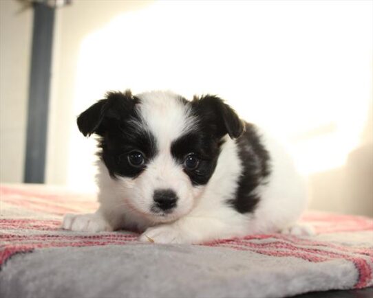 [#252722-03] Chocolate / White M Papillon Puppies for Sale