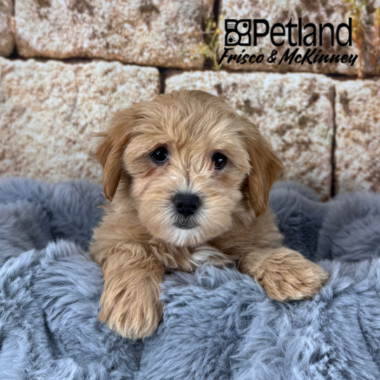 [#25167-04] Apricot F Maltipoo Puppies for Sale