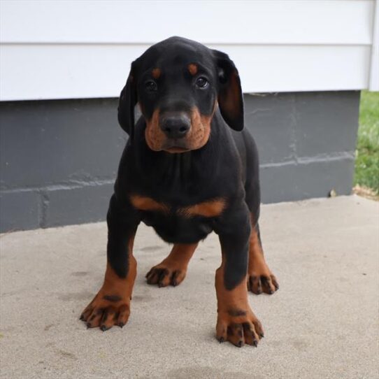[#252716-01] Black / Rust M Doberman Pinscher Puppies for Sale