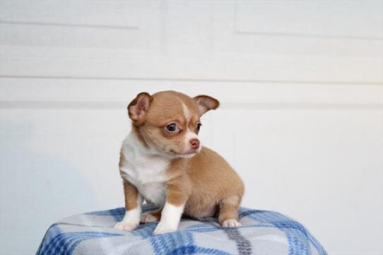 [#252786-03] Red / White F Chihuahua Puppies for Sale