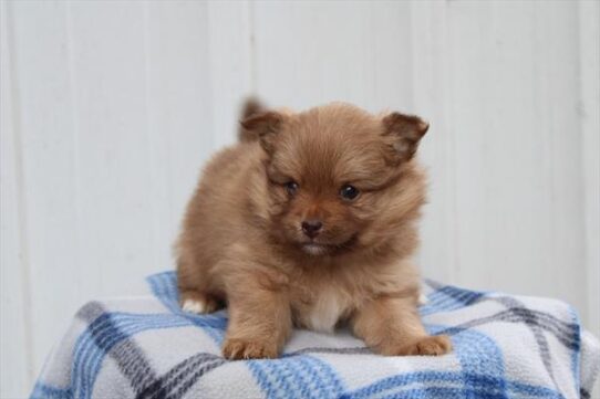 [#252961-02] Brown F Pomeranian Puppies for Sale