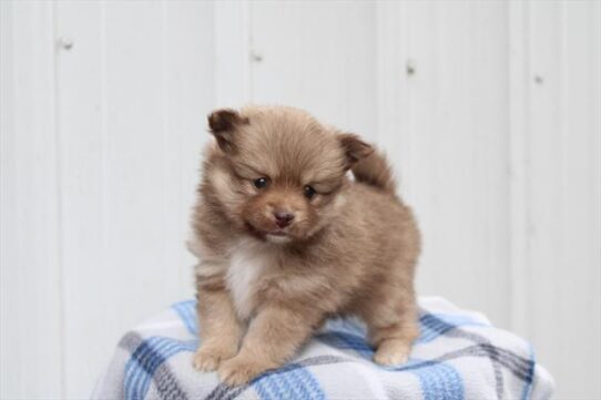 [#252961-04] Brown F Pomeranian Puppies for Sale